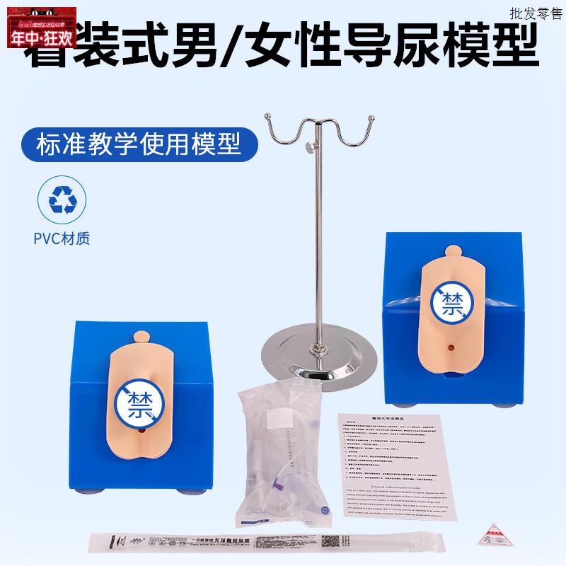 男性内外生殖器解剖及男性导尿f模型男性泌尿系统生殖系统模型
