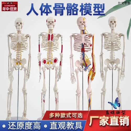 85cm170cm人体骨骼模型骨架可拆卸人体脊I柱模型仿真小白骷髅标本