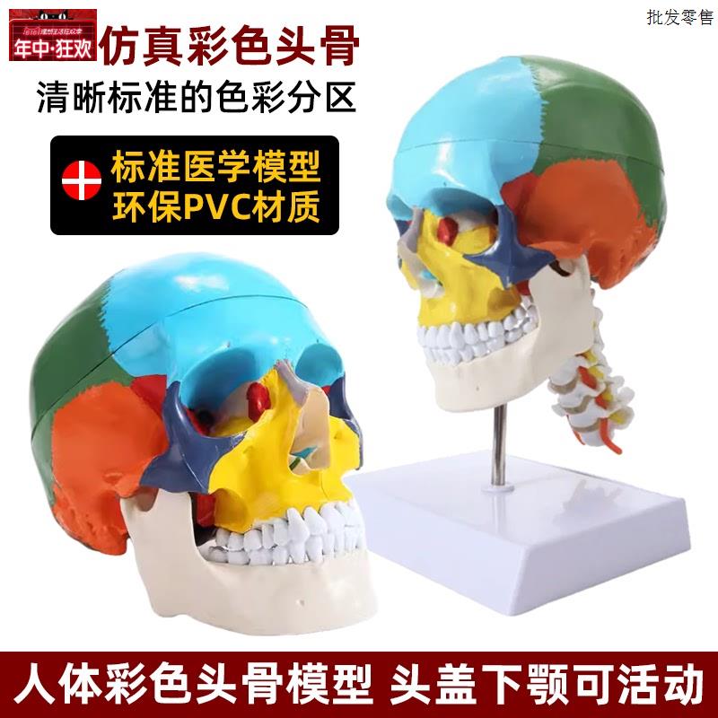 彷真人体头骨模型头颅骨解剖数字标e识美术素描可拆卸着色标本教