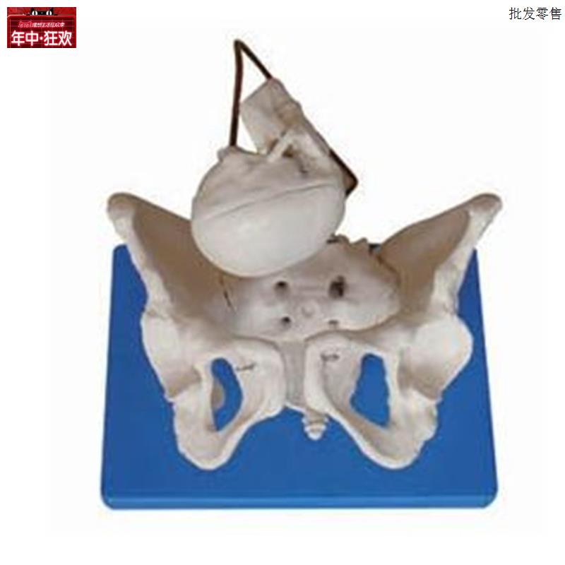 助产示教假骨盆模型带有盆骨带胎儿z头新生儿分娩演示教学骨骼标