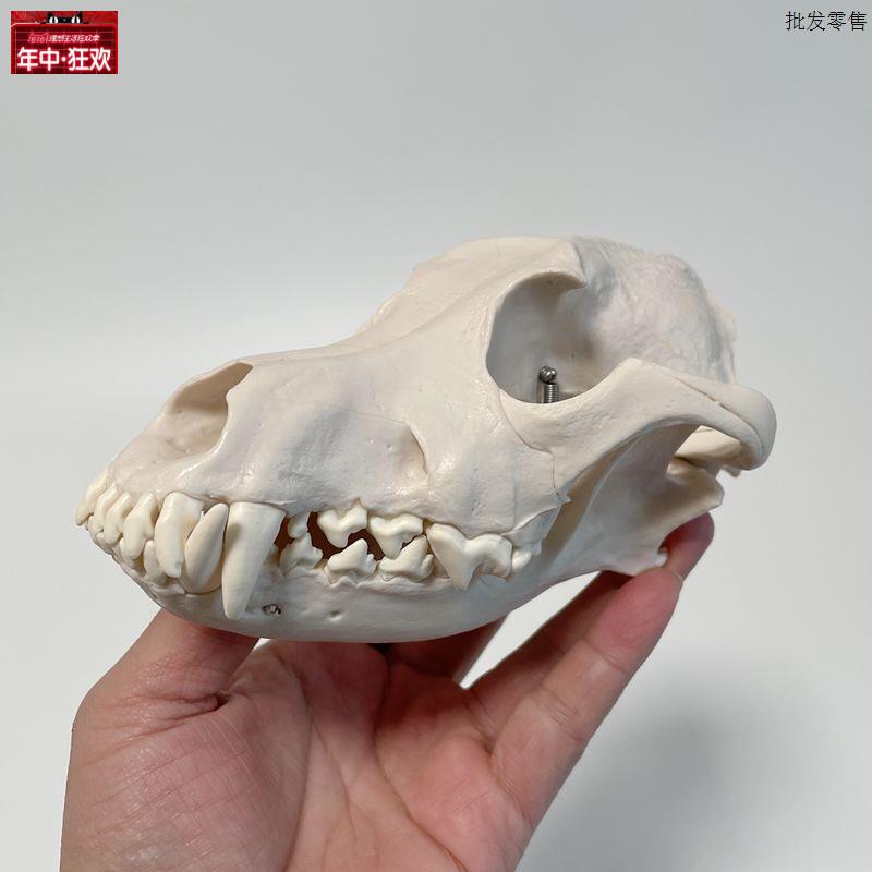 犬头骨模型口腔牙齿上下颚p彷真塑胶狗骨头动物医生宠物医院教具