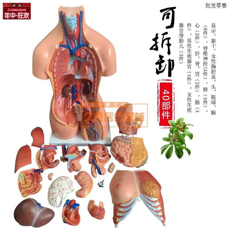 85CM两性躯干c模型23件人体躯干模型医学人体模型内脏解剖模型