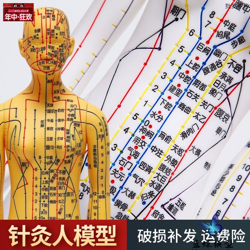超清晰中医针灸穴位人体模型经络图人体穴位模型人小A全身男女教