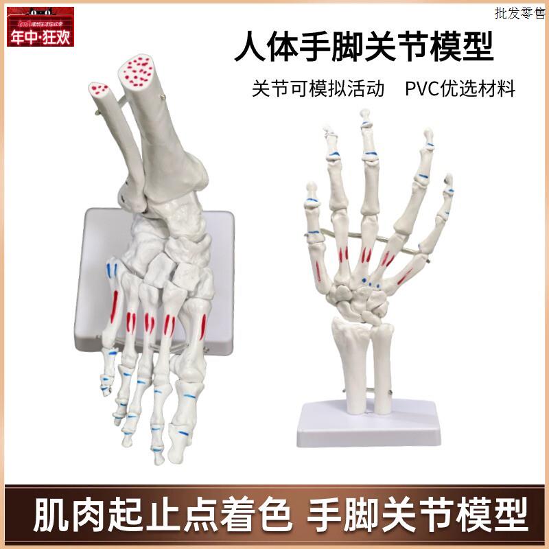 脚骨模型脚踝关节脚部骨骼结构造a足骨手骨解剖模型1比1大康复教