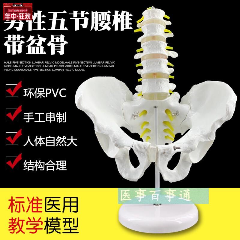 自然大五节腰椎带盆骨模型人体G骨骼模型医用教具腰椎模型包邮