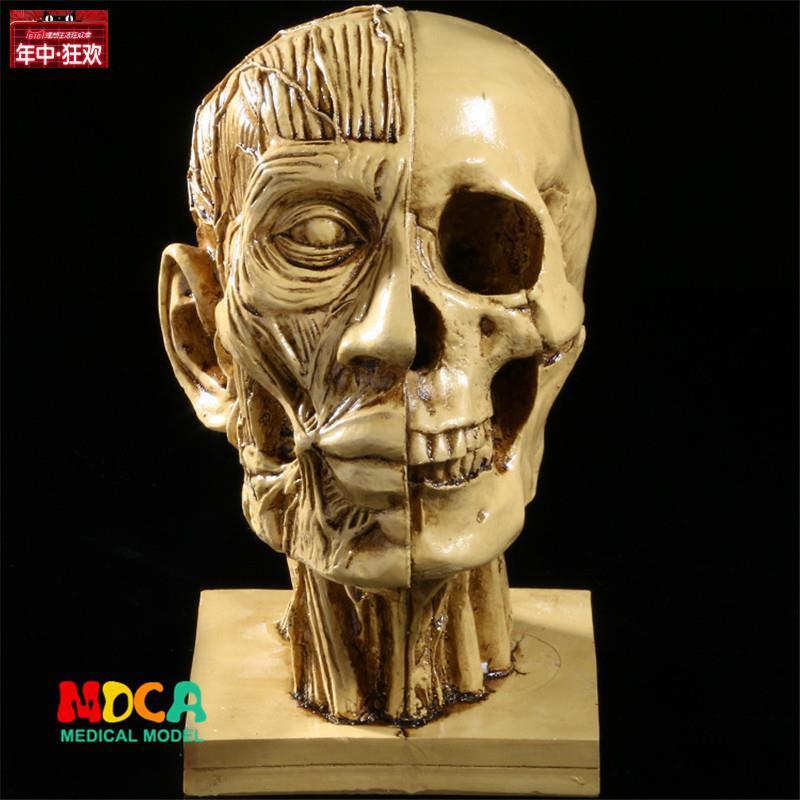 美术写生艺用仿真人体骷髅头部肌肉解剖结构静物素描教r学模型用