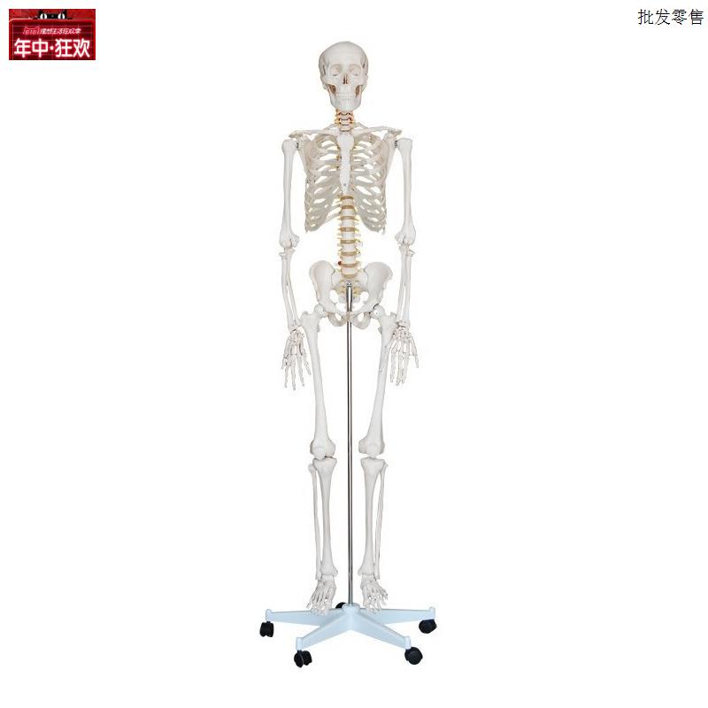 全身人体骨骼模型1T75cm人体大骨架模型自然大骷髅骨架标本