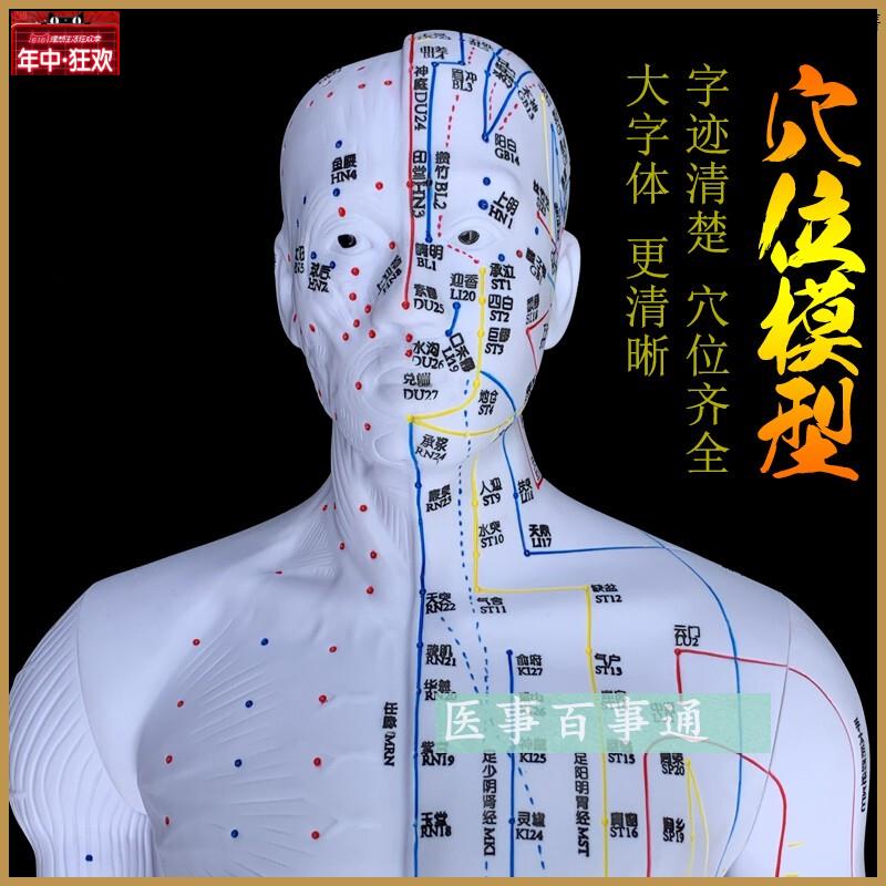 中医针灸穴m位图人体模型85cm男模型清晰经络小人体针灸穴位模具