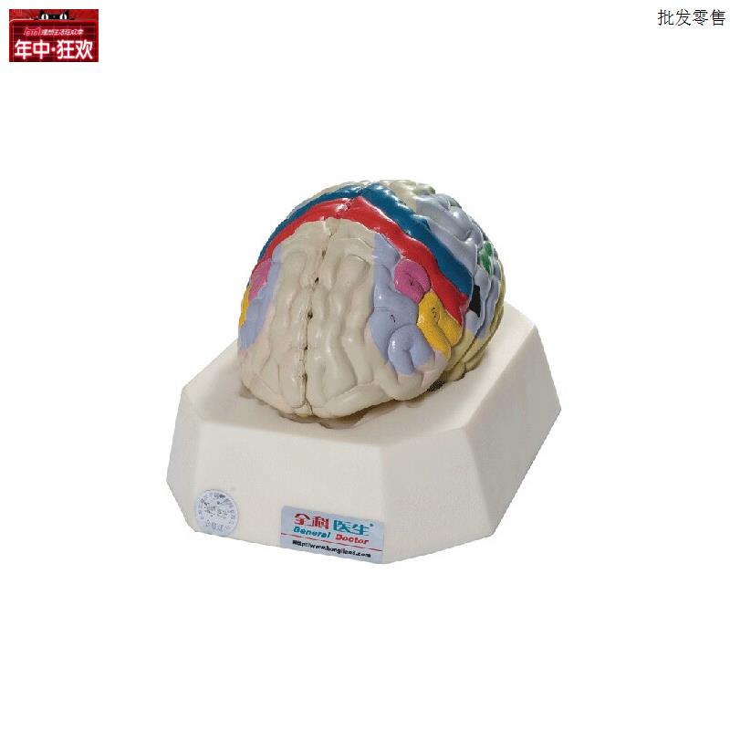 大脑皮质功能定位模型GD/A18205人a体脑部解剖模型教学培训专用