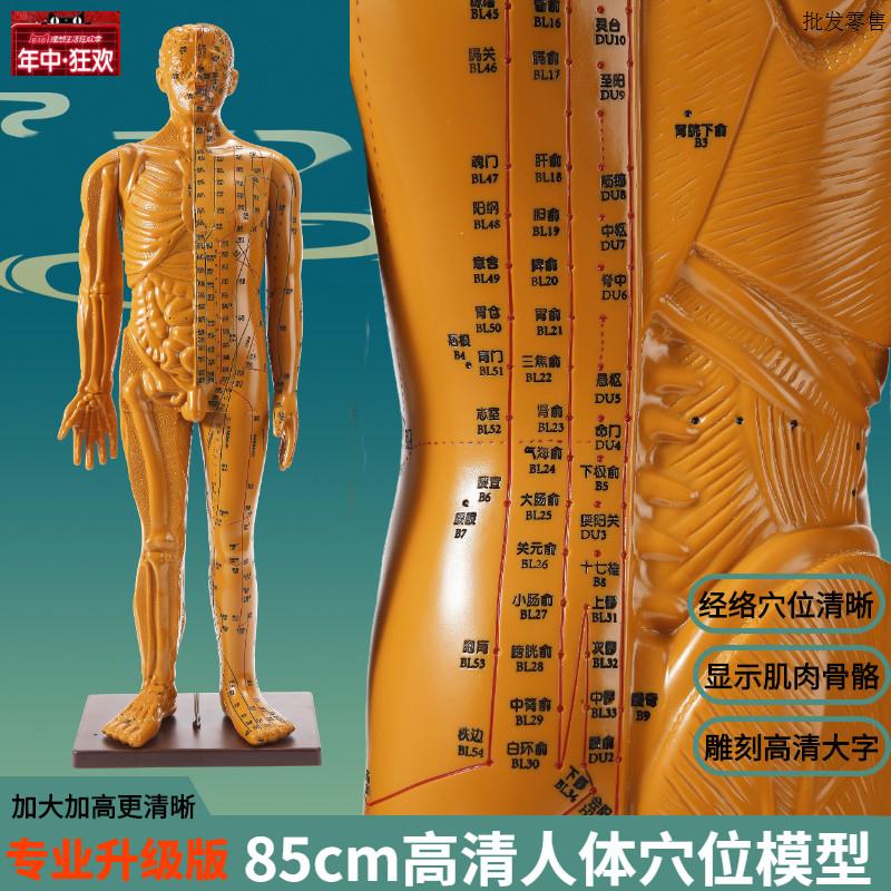 85厘米针灸穴位人体模型大号中医练习十二经络l全身铜人形大图教