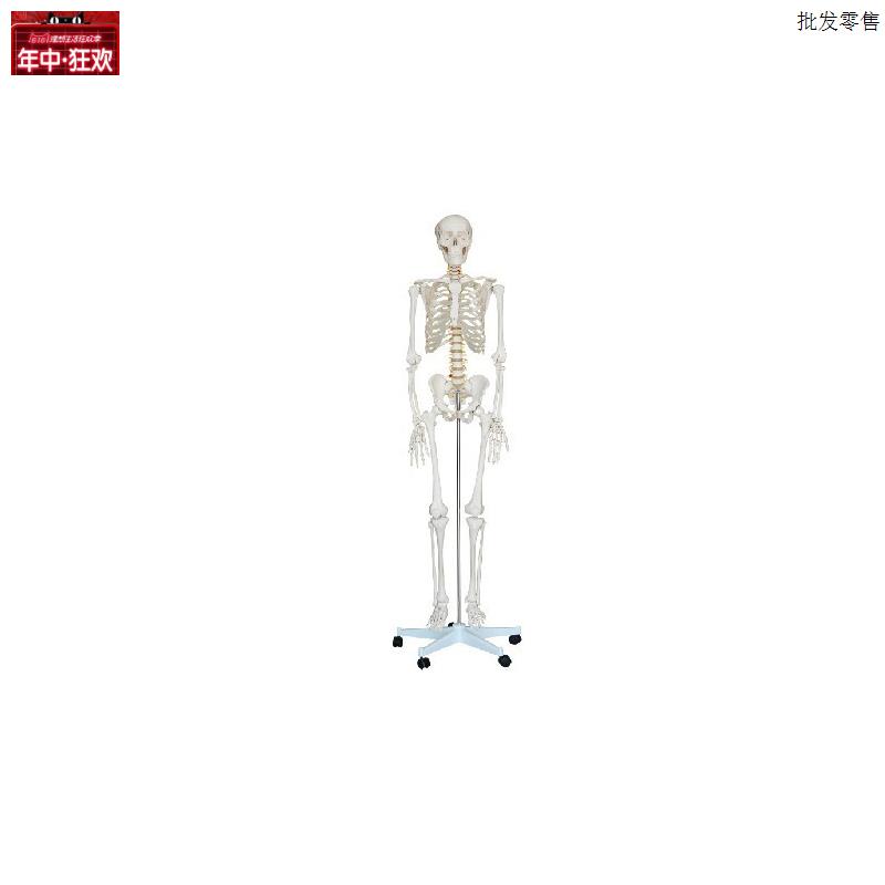 人体骨骼模型180CM骨架标本170CM骨架模型l人体全身骨骼模型