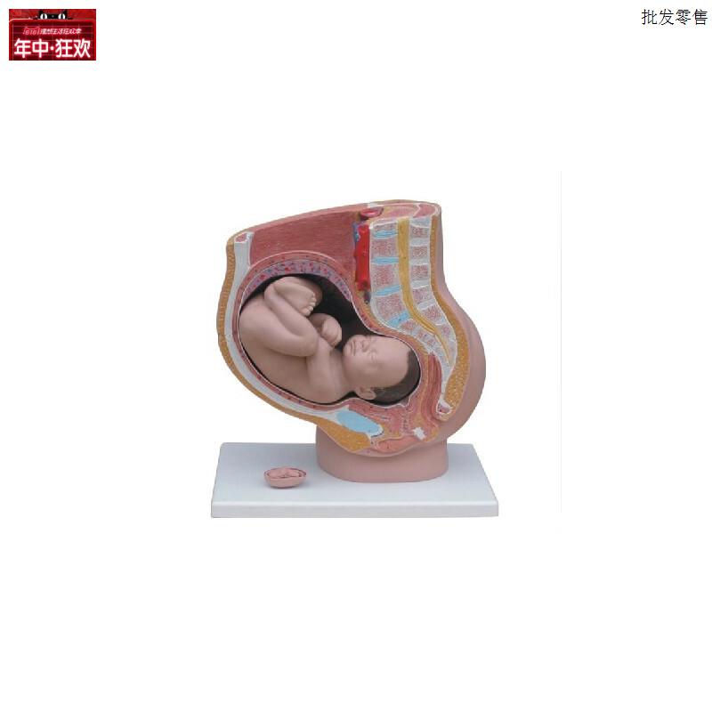 女性矢状解剖(4件)人体生殖系统解剖模型医学教R学培训专用
