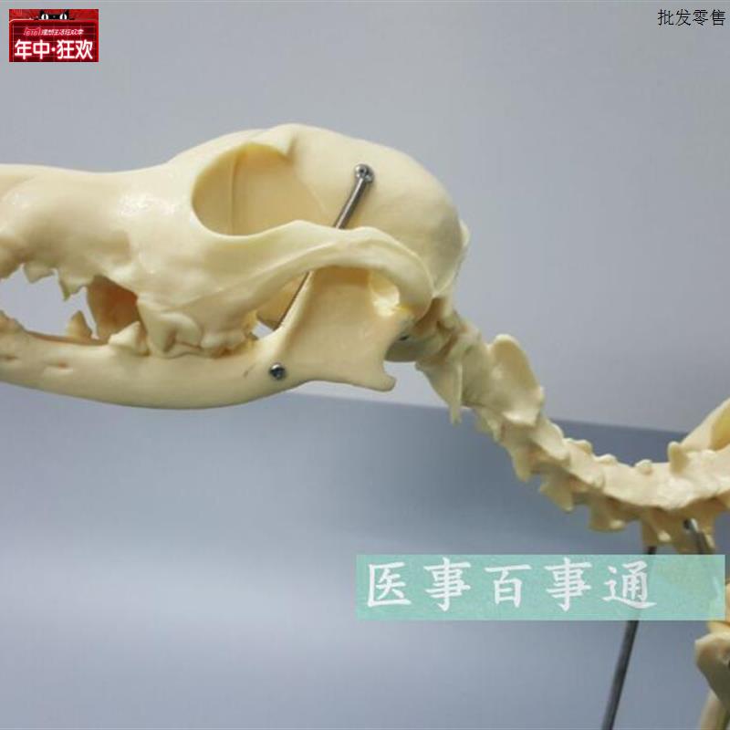 狗骨模型骨标本狗解剖猫狗骨架犬犬骨Q模型犬骨架动物模型