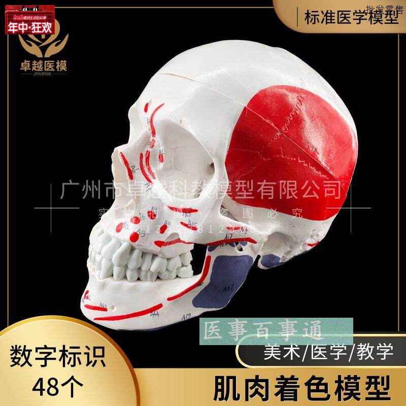 医用艺用人体头颅骨模型头颅骨肌A肉着色模型仿真头骨模型头骨标