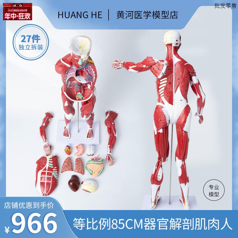 人体器官解剖结构教学模型心脏内脏全身肌肉人医院学f校用演示教