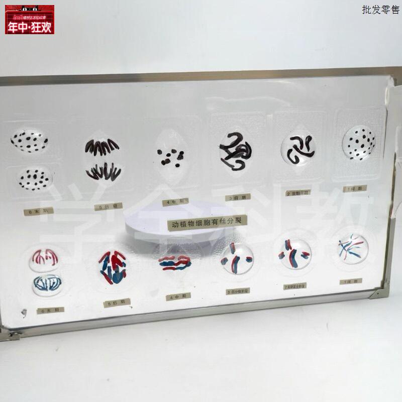 3228动植物细胞有丝分裂及减数分d裂模型磁吸式细胞分裂模型生物