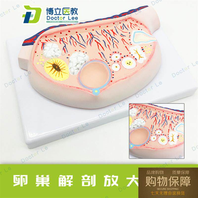 原装教学专用女性卵巢放大模型卵巢解剖模型卵泡模型卵子卵巢模