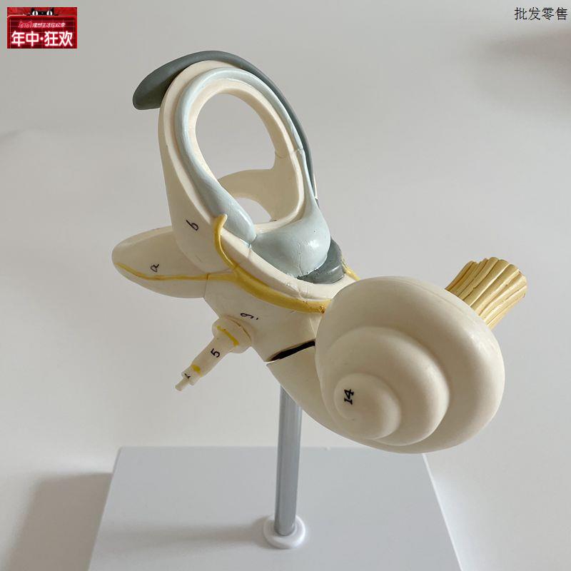 内耳模型半规管耳蜗耳朵迷路人体耳朵结构螺旋器前J庭耳鼻喉专科