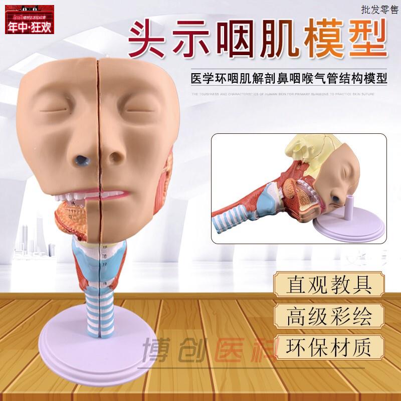咽喉咽肌模具喉解Q剖模具模型模具口鼻模具舌肌头骨医用新品