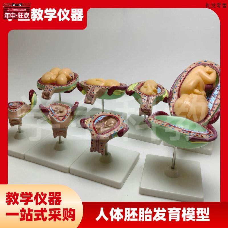 人体胚胎发育模型妊娠胚胎发育过程怀孕十月胎儿模V型医学教学