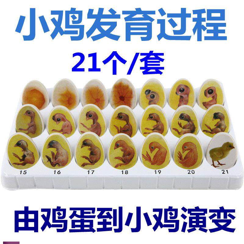 鸡胚胎发育过程小鸡生长鸡蛋孵化演变壳儿童早r教玩具益智科普动