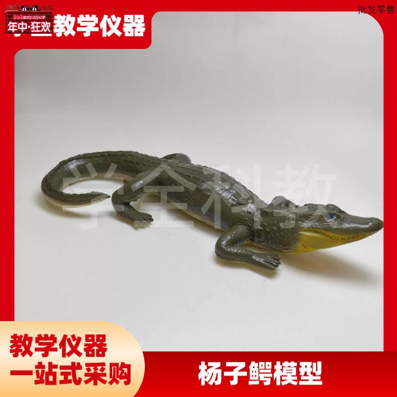 仿真杨子鳄模型鳄鱼动物实心模型玩具科普摆件生物教m学爬行动物