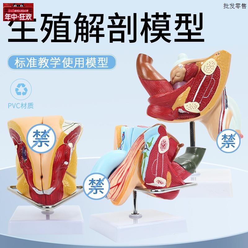 男女性内外生殖器层次解剖模型女性子n宫生殖系统构造解剖模型