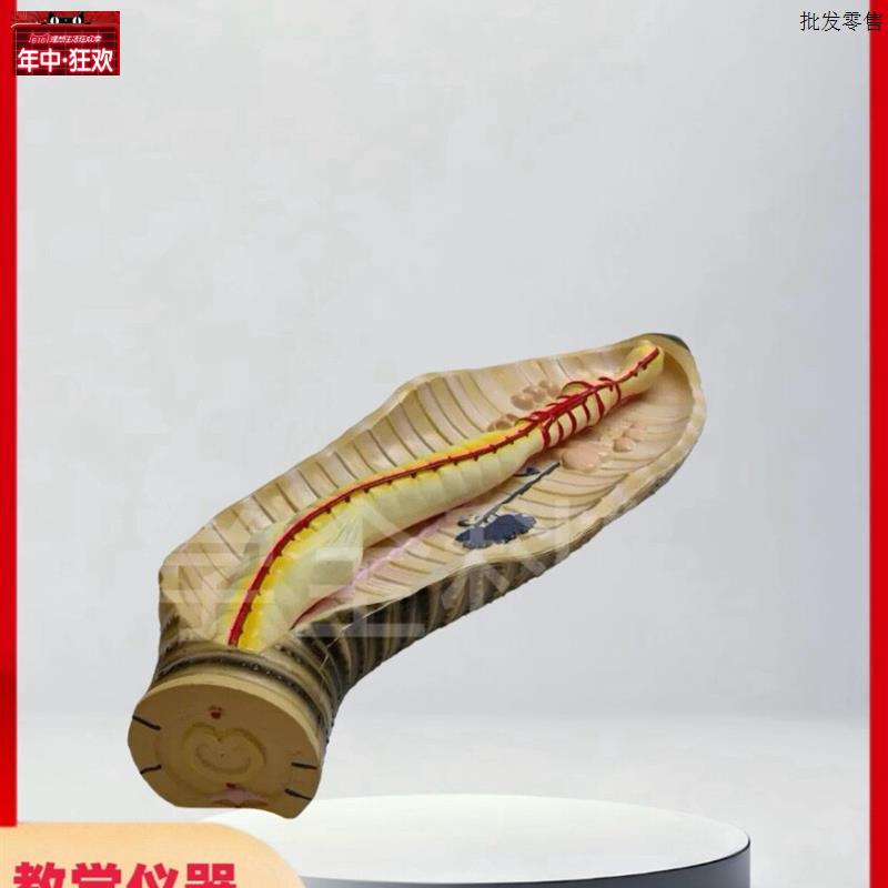 蚯蚓解剖模型蚯蚓结构初高中生物教学器具o教学仪器实验器材教具