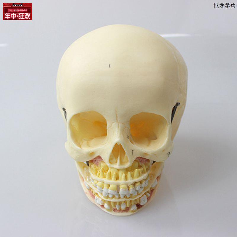 儿童头骨模型口腔牙齿下颌骨解剖新生C儿骨髅颅骨结构医用教具自