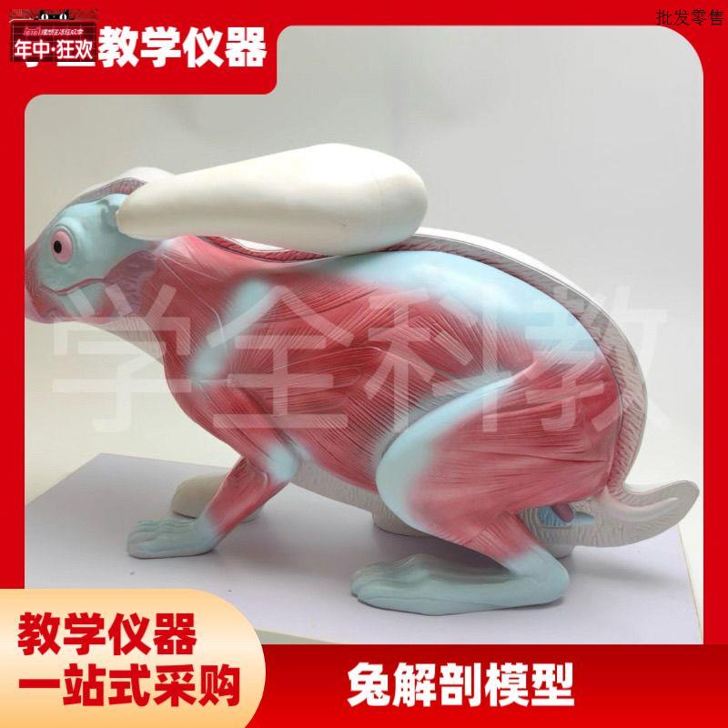 兔子解剖z模型立体仿真内脏可拆卸拼装皮肤骨骼头骨透明牙齿生物