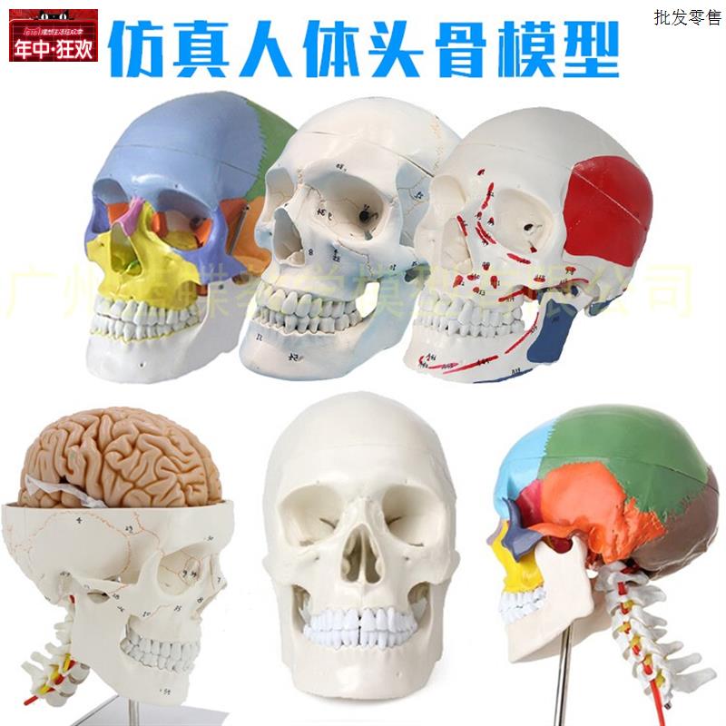 成人一比一医学仿真人体头Y骨模型头颅骨解剖数字编码标识骷髅