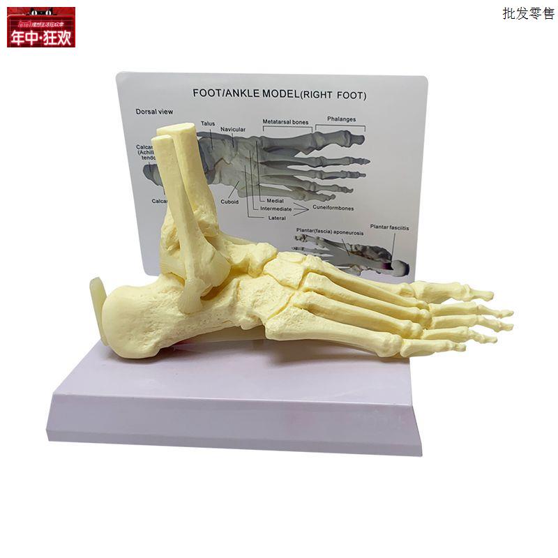 踝关节模型足底g肌腱韧带仿真1比1塑胶骨头脚骨大拇指跟骨医用鞋