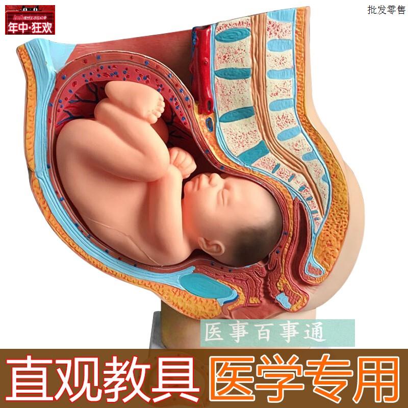 骨盆含妊娠九个月胎儿模具/女性矢状解剖九个月/怀孕胎G儿模型40