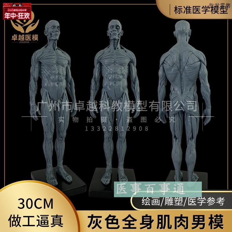 艺用人体解剖与造型U人体结构教学技法素描速写书设计绘画CG参考