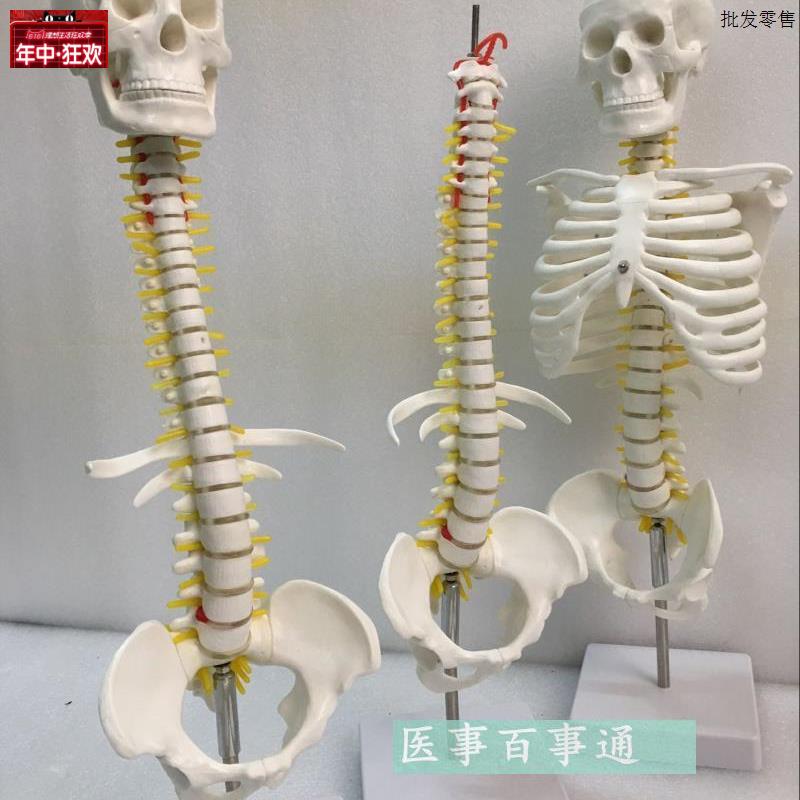 人体脊柱模具脊椎骨颈椎模型胸椎R结构腰椎间盘关节玩具骨头骨架