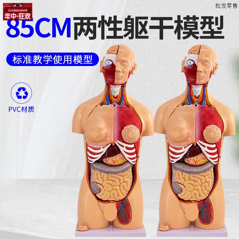 85CM两性躯干解F剖模型可拆分为40件医学用人体解剖躯干模型