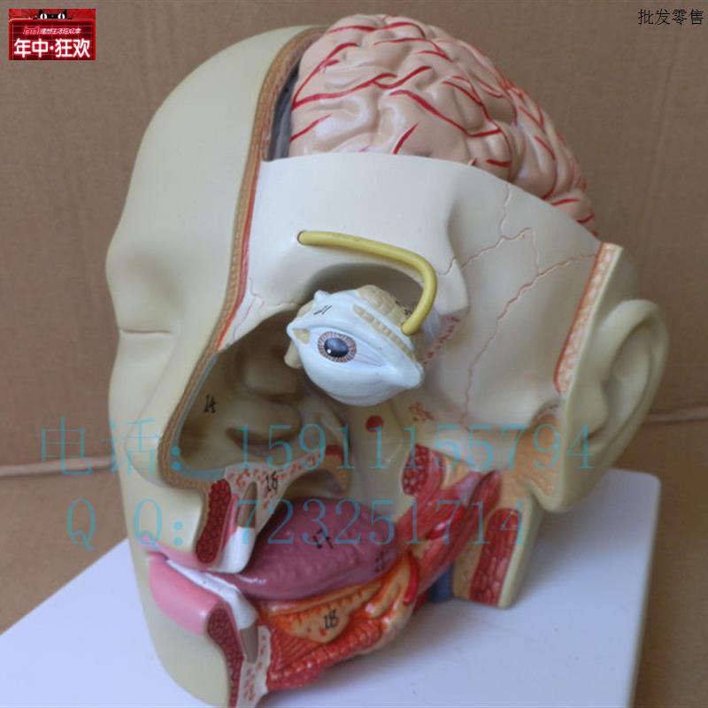 出口型人体头部解剖模型头带脑模型耳U鼻喉模型口腔模型