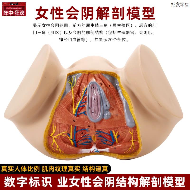 女性会阴生殖器官结构解剖会阴侧切产科护M理家政月嫂培训教具模