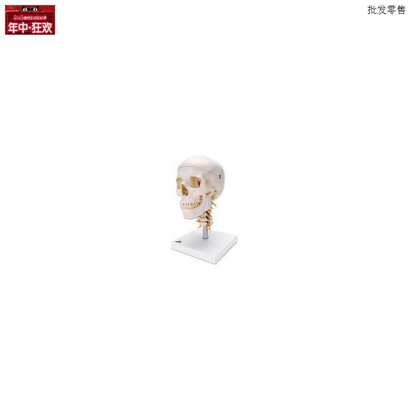 骨骼模型人体骨骼模型人体头颅骨模型德国进口n人头骨带颈椎模型
