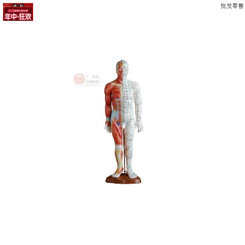 55CM男性针灸m模型(带肌肉解剖)人体全身穴位模型右边带肌肉
