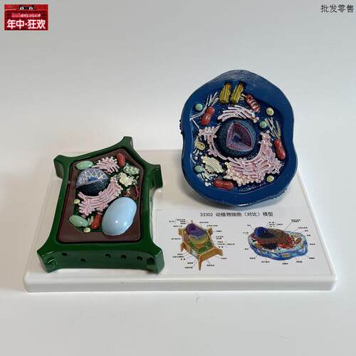 动物细胞模型细胞核线粒体细胞膜生物W课教具中学生教学器材