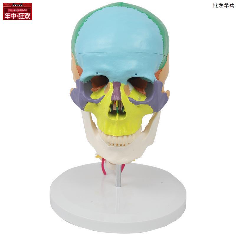 医用人体头骨模型颅骨.色彩分离神经外科仿头骨带颈椎素描口腔牙