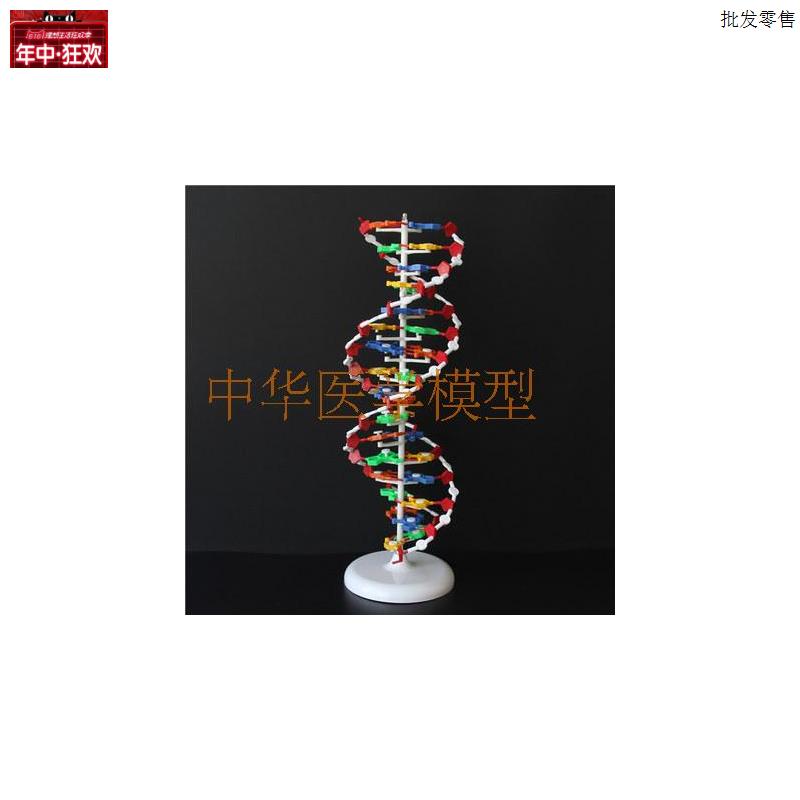 33306DNA结构模型大号m双螺旋结构高中生物教学仪器