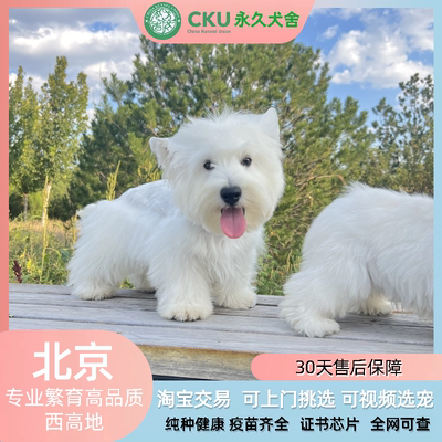 北京纯种西高地幼犬宠物狗狗活体赛级犬舍CKU血统刚毛软毛公母