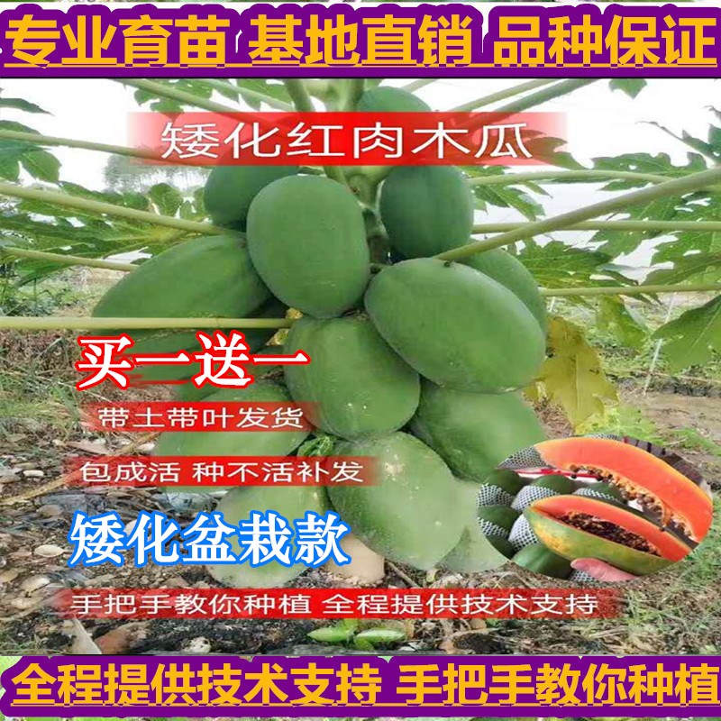 阳台木瓜苗价格 阳台木瓜苗图片 星期三