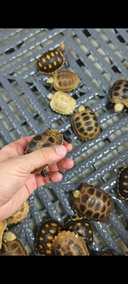 红腿，缅陆，赫曼，白豹纹