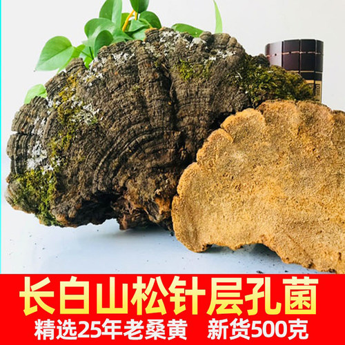 长白山野生层孔菌松木老龄桑黄