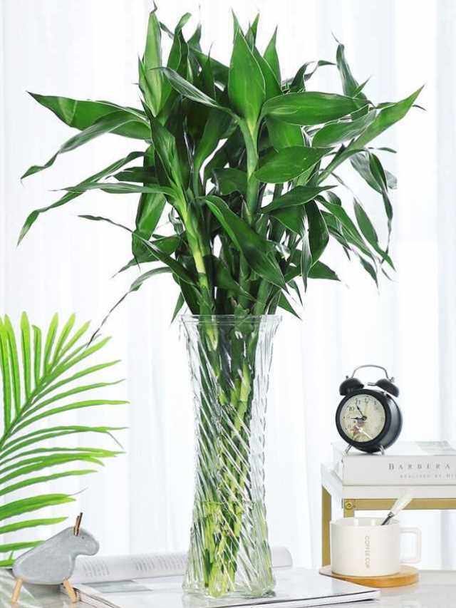 富贵竹专用花瓶百合花瓶大口径高款高花瓶插花长枝客厅透明艺术感