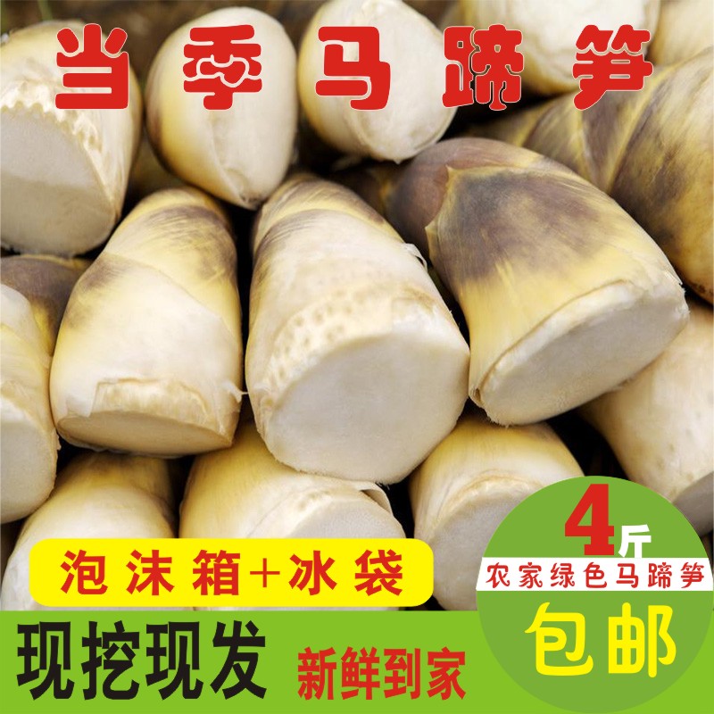 新鲜带壳夏季时令蔬菜斤装马蹄笋