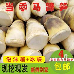 漳州马蹄笋现挖新鲜小绿竹笋带壳夏季笋水果笋凉拌沙拉笋时令蔬菜